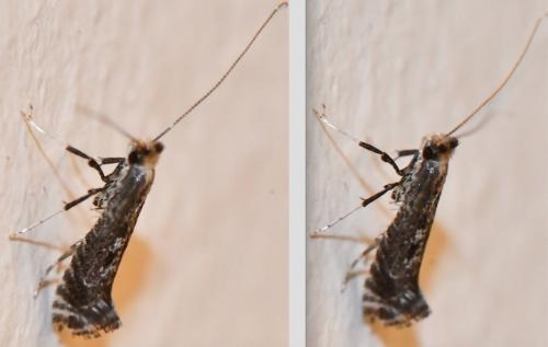 Parornix sp.